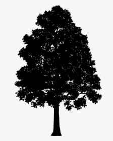 Tree Landscape Plant Free Picture - Silhouettes Of Tree, HD Png Download, Free Download