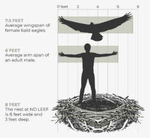 The Average Wingspan Of A Female Bald Eagle Is - Illustration, HD Png Download, Free Download