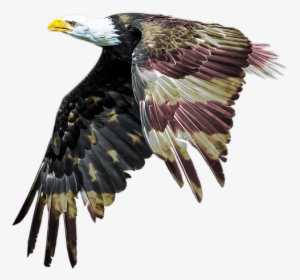 Bald Eagle, Patriotism, American Flag, Freedom - Transparent American Flag Eagle, HD Png Download, Free Download