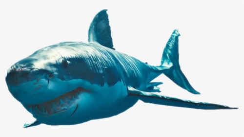 Great White Shark Photo Png Image - Great White Sharks Png, Transparent Png, Free Download