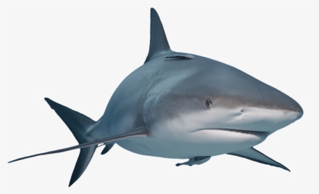 Great White Shark Requiem Sharks Lamniformes Nurse - Bull Shark, HD Png Download, Free Download