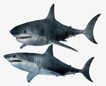 Great White Shark Tiger Shark Requiem Sharks Squaliform - Shark, HD Png Download, Free Download