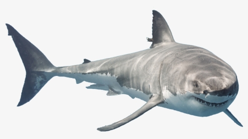 Great White Shark Downtown Aquarium Tiger Shark Public - Transparent Great White Shark, HD Png Download, Free Download