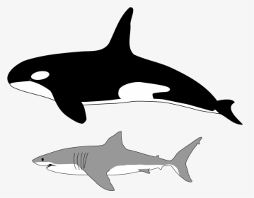 Comparison Of Size Of Orca And Great White Shark - Orca Human Size, HD Png Download, Free Download