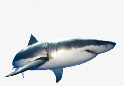 Great White Shark Clear Background, HD Png Download, Free Download