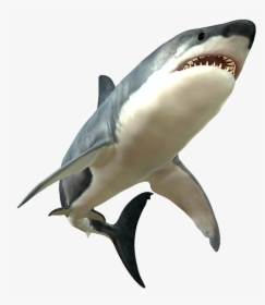 Shark Png Picture - Great White Shark Png, Transparent Png, Free Download