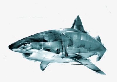 Great White Shark Png Images Free Transparent Great White Shark Download Kindpng - great white shark roblox