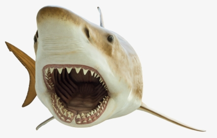 Megcutoutsmall - Megalodon Transparent, HD Png Download, Free Download