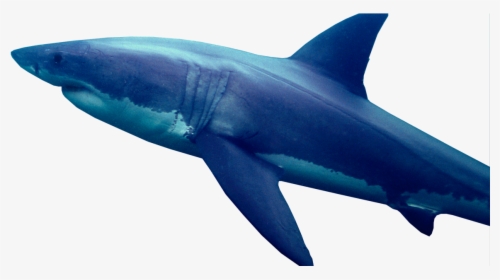 Transparent Great White Sharks, HD Png Download, Free Download