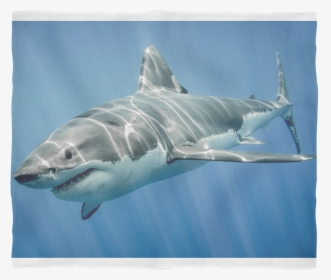 Shark Fish Images Hd, HD Png Download, Free Download