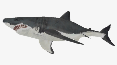Download Zip Archive - Great White Shark, HD Png Download, Free Download