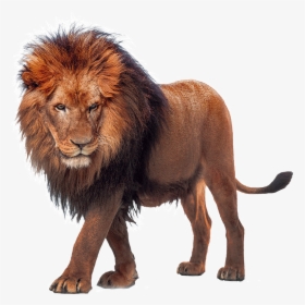 Clip Art Lion King Download - African Lion Clipart, HD Png Download, Free Download