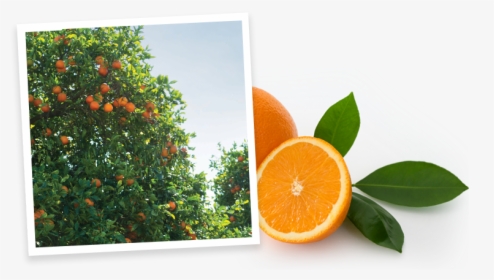 Simply Beverages Orange Grove - Rangpur, HD Png Download, Free Download