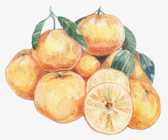 Orange , Png Download - Citrus, Transparent Png, Free Download