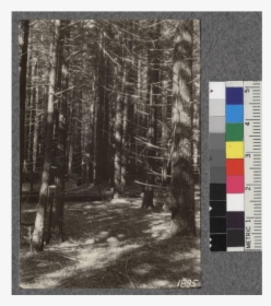 Secondgrowth Redwood Yield Study - Grove, HD Png Download, Free Download
