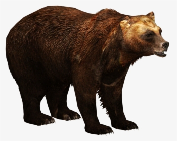 Kamchatka Brown Bear - Brown Bear Png, Transparent Png, Free Download
