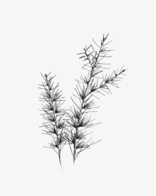 Twig Drawing Ink - Flower Branch Drawing Png, Transparent Png, Free Download