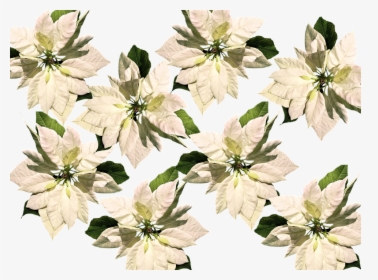 Christmas, Christmas Star, Poinsettia, Advent - Christmas Poinsettias On Transparent Background, HD Png Download, Free Download