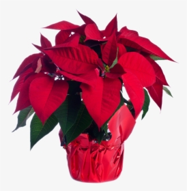 Poinsettia, HD Png Download, Free Download