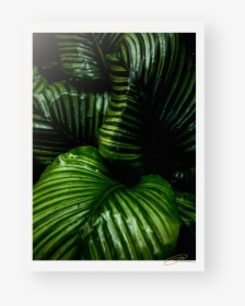 Transparent Tropical Plants Png - Rainforest, Png Download, Free Download