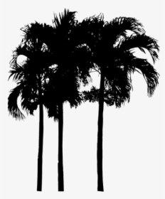 Tropical Plants Png Transparent Images - Palm Tree Elevation Png, Png Download, Free Download