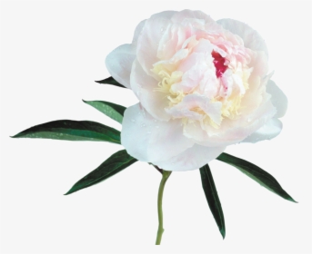 White Peony White Background, HD Png Download, Free Download