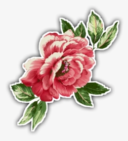 Common Peony , Transparent Cartoons - Common Peony, HD Png Download, Free Download