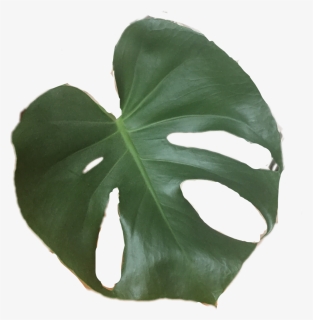 #plant #leaf #tropical #plants #cactus#freetoedit, HD Png Download, Free Download