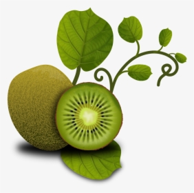 Fruits Kiwi Tropical Free Picture - Kiwi Leaves No Background, HD Png Download, Free Download