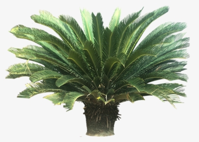Tropical Palm Plants - Sago Palm Png, Transparent Png, Free Download