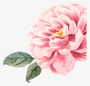 Wild-peony - Common Peony, HD Png Download, Free Download