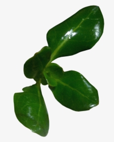 Transparent Leafs Png - Pittosporaceae, Png Download, Free Download