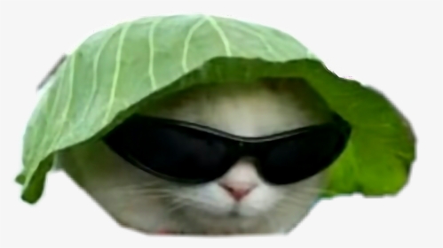 Big Gay Memes Dankmemes Dankmeme Idubbbz Fuckyou - Cat With Sunglasses And Hat, HD Png Download, Free Download