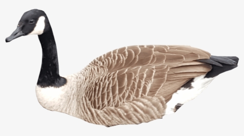Canadian Goose Swimming No Background - Canada Goose Transparent Background, HD Png Download, Free Download