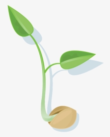 Seed Png File - Seed Png, Transparent Png, Free Download