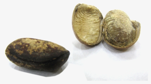 Monodora Myristica Seeds - Monodora Myristica, HD Png Download, Free Download