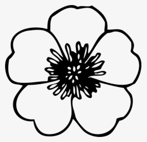 Ranuncula Clipart Flower Drawing - Line Drawing Of Flower, HD Png Download, Free Download