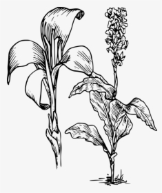 All Photo Png Clipart - Draw A Canna Flower, Transparent Png, Free Download