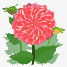 Plant,flower,peach - Dahlia Clipart, HD Png Download, Free Download