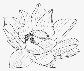 Lotus Flower In Water Drawing At Getdrawings, HD Png Download, Free Download