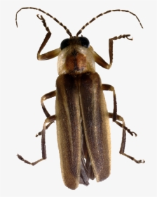 Bug Png Image - Long Do Fireflies Live, Transparent Png, Free Download