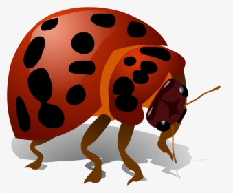 Download Beetle Bug Png - Bug Clip Art, Transparent Png, Free Download
