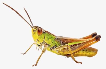 Transparent Cricket Bug Png - Cricket Insect, Png Download, Free Download