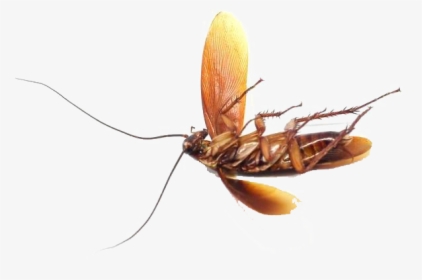 Bed Bug Png Photo - Mosquito, Transparent Png, Free Download