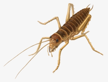 Cricket Insect Png Images - Weta Png, Transparent Png, Free Download