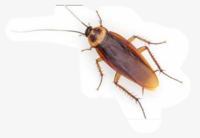 Cockroach,blister Insect,stable Fly - Palmetto Bug Vs Cockroach, HD Png Download, Free Download