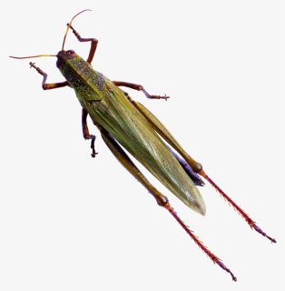 Cricket Bug Png - Caelifera, Transparent Png, Free Download