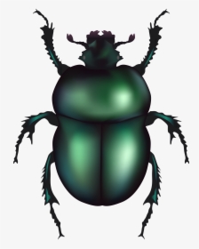 Clip Art Beetle Clip Art, HD Png Download, Free Download