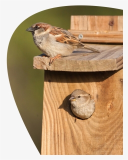 Swamp Sparrow Clipart Singing - House Sparrow, HD Png Download, Free Download