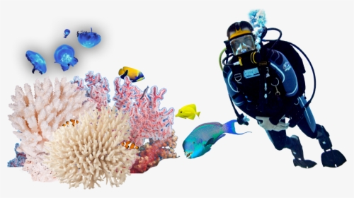 Underwater Diving Png Image Background - Divers Png, Transparent Png, Free Download